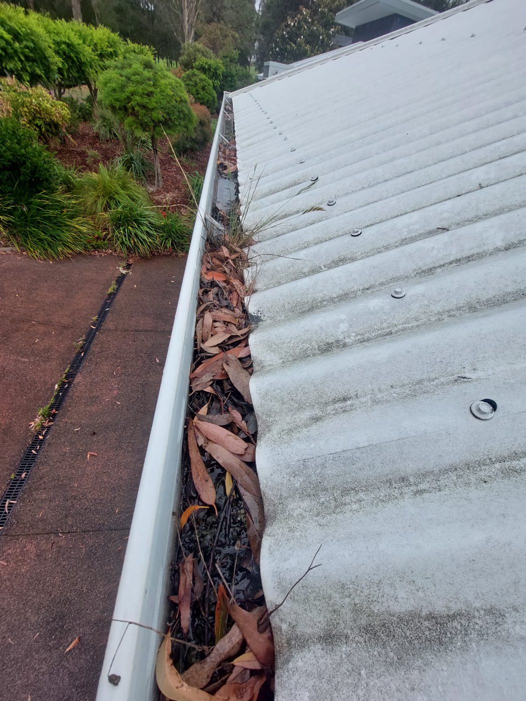 Gutter packed with gum leaves and bark before cleaning